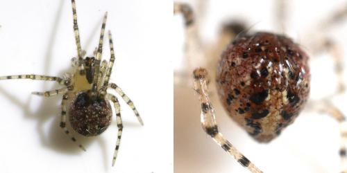 Platnickina tincta